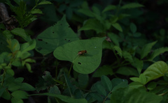 Parhelophilus integer