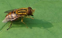 Parhelophilus integer