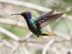 Chrysuronia oenone