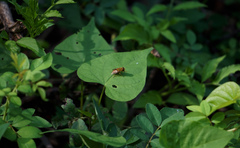 Parhelophilus integer