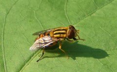 Parhelophilus integer