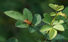 Parhelophilus integer