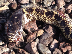 Lampropeltis splendida