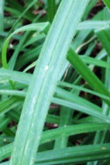 Carex pilosa
