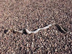 Lampropeltis splendida