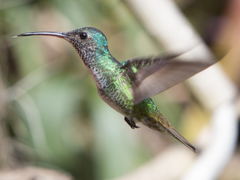 Chrysuronia oenone