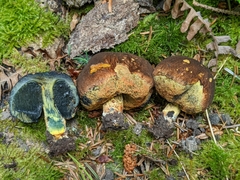 Gastroboletus