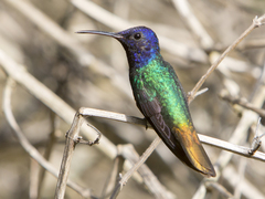 Chrysuronia oenone