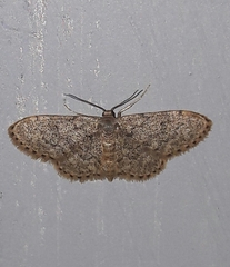 Idaea blaesii