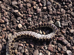 Lampropeltis splendida
