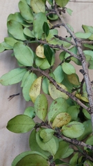 Erythroxylum ferrugineum