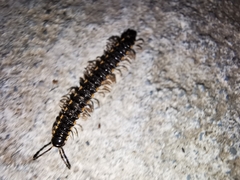 Chondromorpha xanthotricha