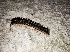 Chondromorpha xanthotricha