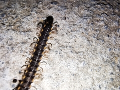 Chondromorpha xanthotricha