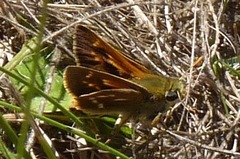 Polites sonora siris