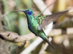 Colibri coruscans