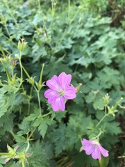 Geranium × oxonianum