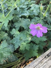 Geranium × oxonianum