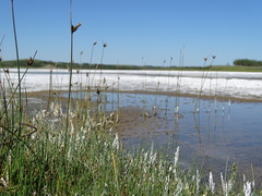 Amphiscirpus nevadensis