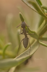 Camponotus morosus