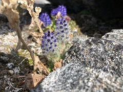 Veronica alaskensis