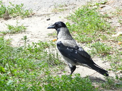 Corvus cornix