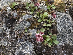 Micranthes razshivinii