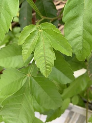 Paullinia pinnata