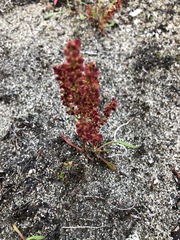 Rumex beringensis