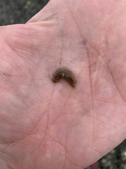 Lepidonotus squamatus