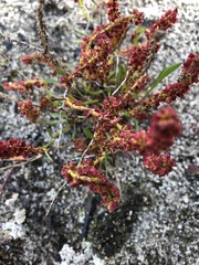 Rumex beringensis