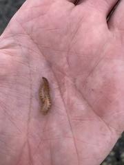 Lepidonotus squamatus