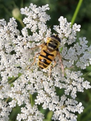 Myathropa florea