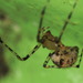 Platnick's Cobweb Spiders - Photo (c) portioid, some rights reserved (CC BY-SA), uploaded by portioid