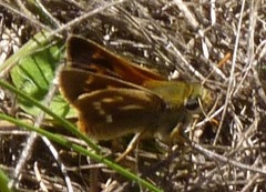 Polites sonora siris