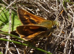 Polites sonora siris