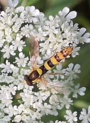 Sphaerophoria scripta