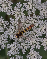 Sphaerophoria scripta