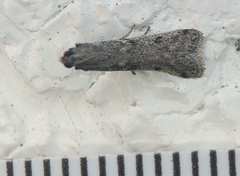 Pyla fusca