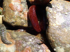 Apodichthys flavidus