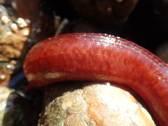 Apodichthys flavidus