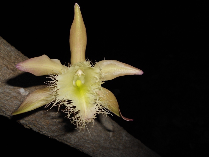 Rhyncholaelia