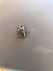 Amithao marginicollis