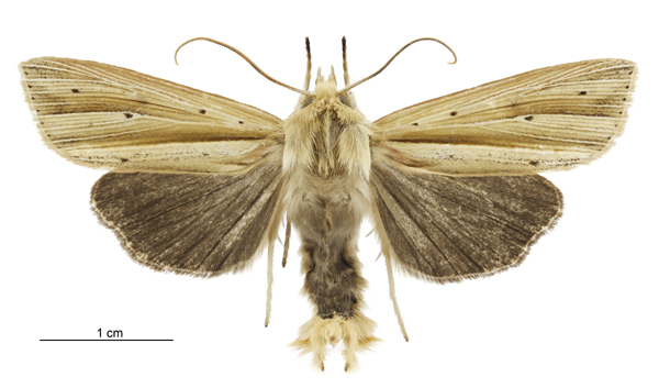 Dark Underwing Wainscot