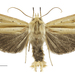 Dark Underwing Wainscot - Photo (c) Landcare Research New Zealand Ltd., some rights reserved (CC BY)