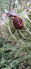 Graphosoma italicum italicum