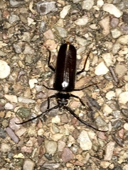 Derobrachus geminatus