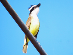 Pitangus sulphuratus