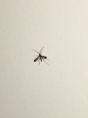 Macrocera