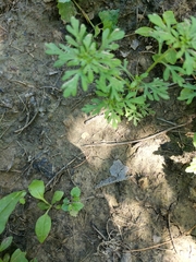 Leucospora multifida